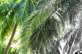 Fototapety Palm trees, retro stylization, close-up