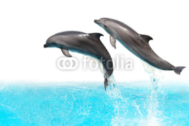 Fototapety Jumping Dolphins