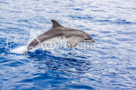 Fototapety Dolphin