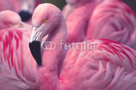 Naklejki Chilean Flamingo