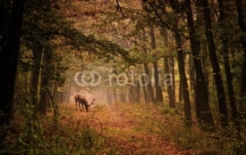 Naklejki Red deer in a forest