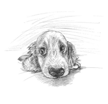 Naklejki Cute puppy sketch
