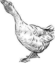 Naklejki curious goose