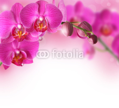 Naklejki Orchids design border with copy space