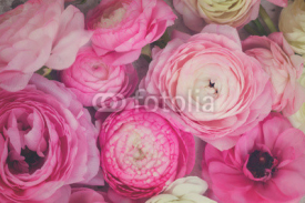 Naklejki Pink and white ranunculus flowers