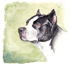 Fototapety watercolor pitbull