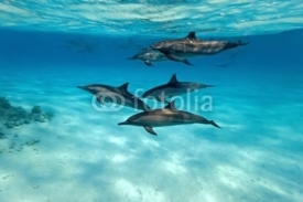 Naklejki Dolphins in the sea