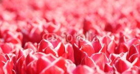 Fototapety Red tulips
