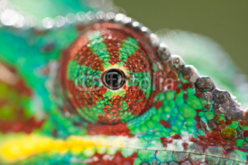 Naklejki oeil de caméléon de Madagascar
