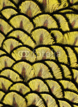 Obrazy i plakaty Macro photograph of the yellow feathers of a peacock.
