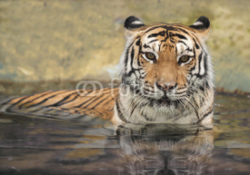 Obrazy i plakaty asian tiger