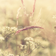 Fototapety Summer Meadow