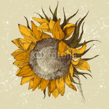 Naklejki hand drawn sunflower