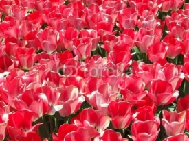 Fototapety red tulips carpet background