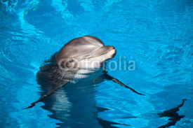 Naklejki Dolphin