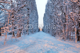 Naklejki Winter scenery in snowy park of Gdansk, Poland