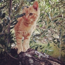 Naklejki Baby cat on tree