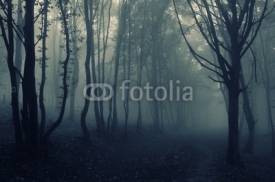 Naklejki forest landscape with fog