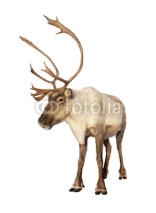 Naklejki Complete caribou reindeer isolated