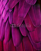 Naklejki Pink and Purple Feathers