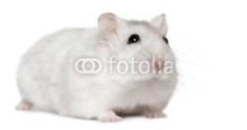 Fototapety Hamster, 6months old, in front of white background