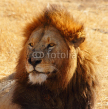 Naklejki Male Lion Portrait