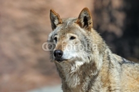 Naklejki Portrait of Wolf