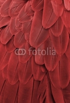 Obrazy i plakaty Macaw Feathers (Red)