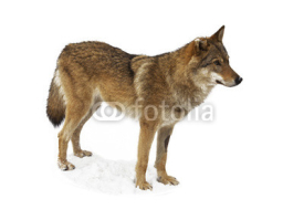 Naklejki Wolf isolated on white background
