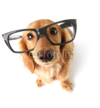 Fototapety Funny dachshund.