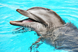Naklejki Friendly dolphin