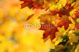 Naklejki Colorful autumn maple leaves on a tree branch