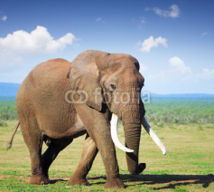 Naklejki Elephant with large tusks
