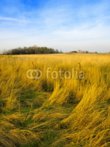 Fototapety Landscape with the meadow and cloudy sky