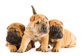 Fototapety Group of sharpei puppies isolated on white background (studio sh