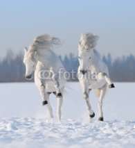 Fototapety Two galloping snow-white horses
