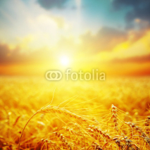 Naklejki golden harvest in sunset