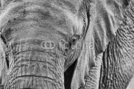 Naklejki African elephant close-up in black and white