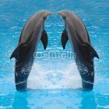 Fototapety dolphin twins