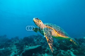 Naklejki Hawksbill Sea Turtle in Indian ocean