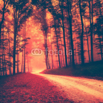 Fototapety Creepy red vintage forest