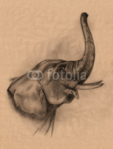 Naklejki elephant head pencil drawing