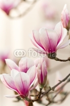 Fototapety Magnolie, Magnolia