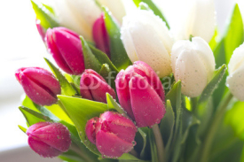 Naklejki Fresh Tulips