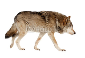 Naklejki wolf. Isolated over white