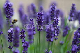Obrazy i plakaty lavender flowers