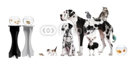 Fototapety Group portrait of animals in front of black and white background