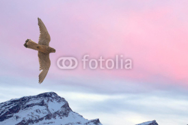Obrazy i plakaty Peregrine falcon flying over snow mountain sunset background