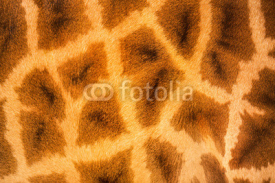 Obrazy i plakaty Giraffe skin