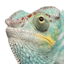 Naklejki Young Chameleon Furcifer Pardalis - Nosy Be(7 months)